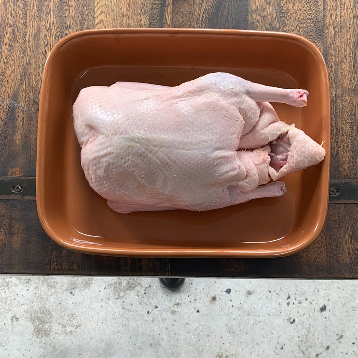 DUCK